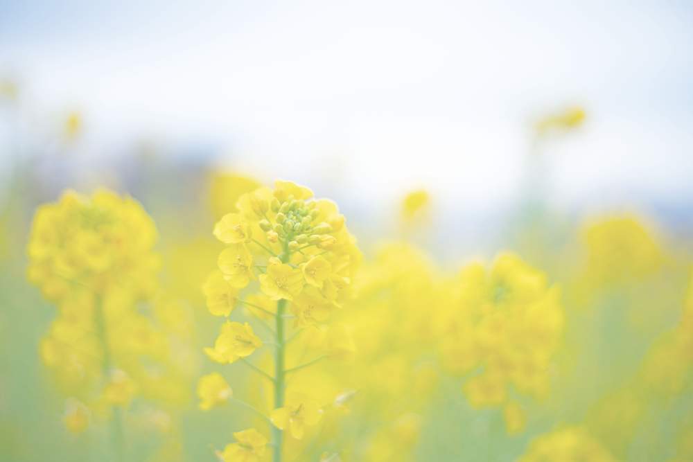 お出かけ先の画像 by ゆーのさん | お出かけ先と菜の花と色が素敵とお花を楽しむと心落ち着くとオールドレンズとアップ写真とGS映えと今日の一枚と優しい色の花と癒され風景と花のある暮らしとお花といやされると写真好きな人と繋がりたいと菜の花♪とふんわり