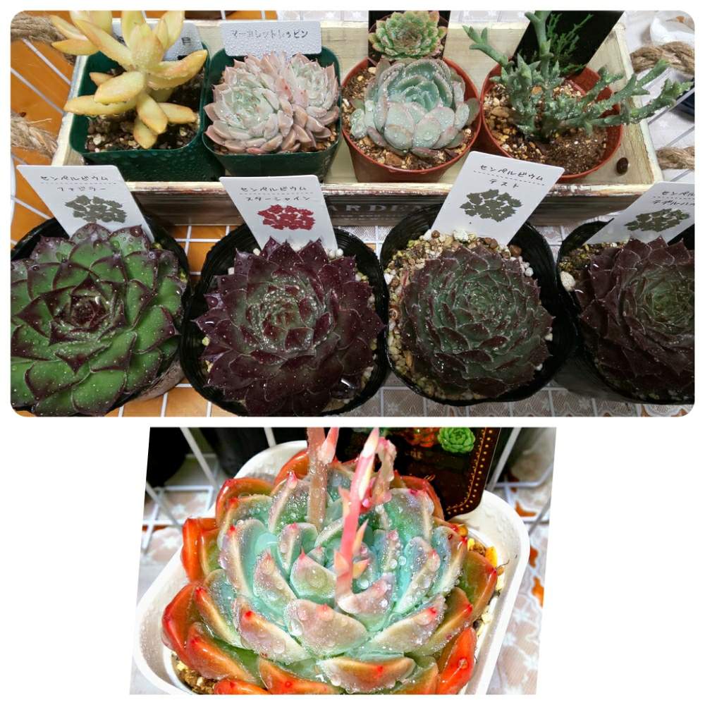 玄関の画像 by 田中大福さん | 玄関と観葉植物と寄せ植えとセンペルビウム属と植え替えと多肉だいすきとエケベリア属と多肉女子と多肉友達(*^o^)/\(^-^*)とユアサ園芸と飾る幸せと多肉寄せ植え