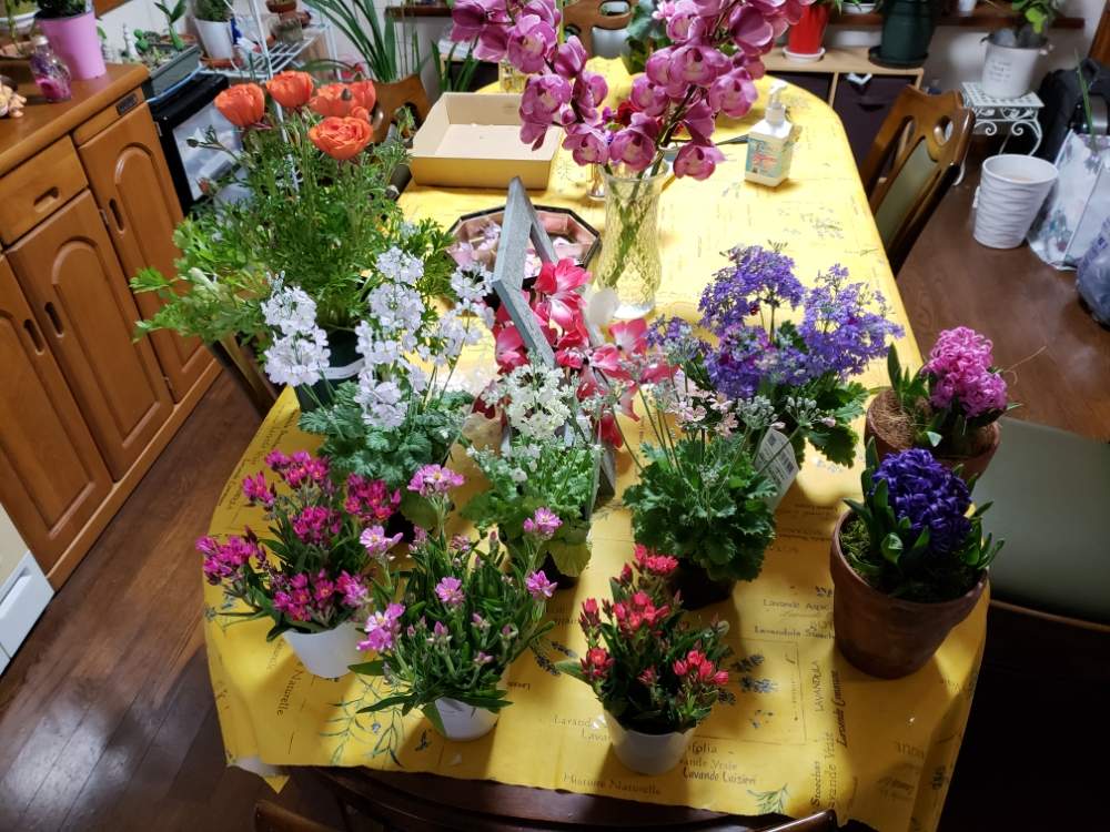 キッチンの画像 by 天空のバラの五線譜さん | キッチンと プリムラとお花療法とヒヤシンスの花とエケベリア属と❇︎ラナンキュラスと花のある暮らしと色彩の心と花色癒し