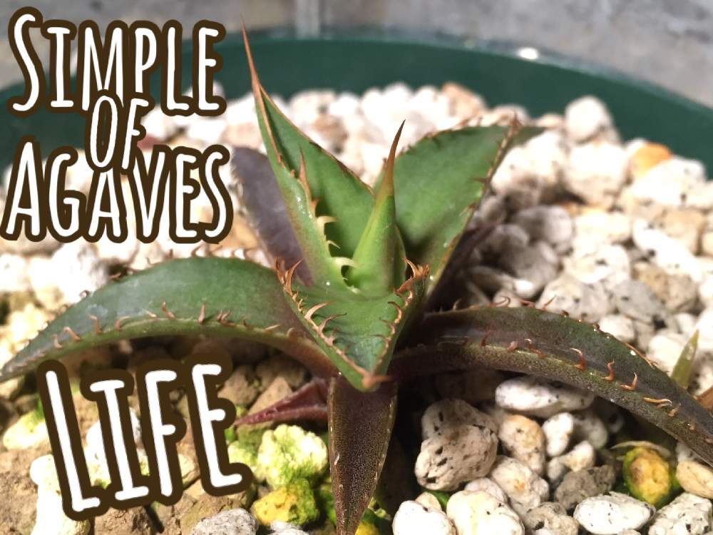 の画像 by ちまのた屋さん | Agave-Horrida.sspと多肉植物と観葉植物とボタニカルライフとリュウゼツラン科とGS映えとお家で自然を感じるとagave♥と実生と珍奇植物とアガベ属とバルコニスト