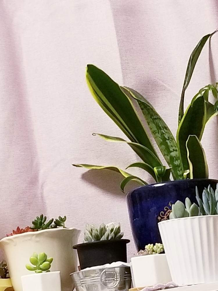 の画像 by けいさん | サンスベリアとたにくと観葉植物