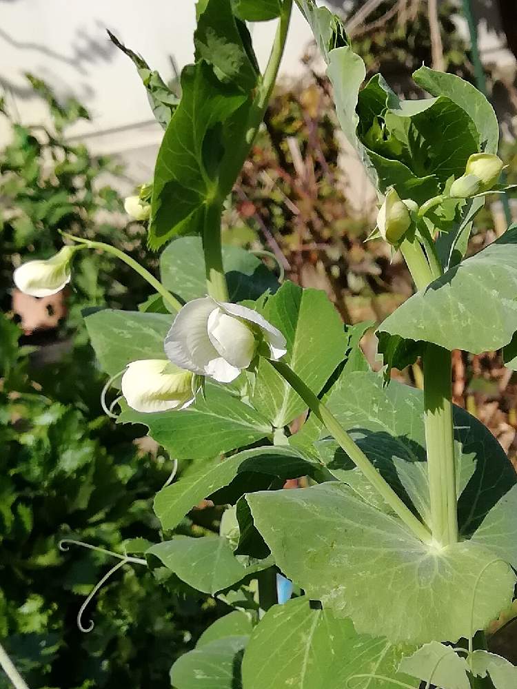 広い庭の画像 by haruruさん | 広い庭と家庭菜園とGS映えと地植えと鉢植えと花のある暮らしとスナックエンドウ!と家庭菜園奮闘日記