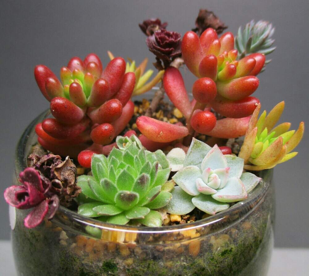 棚の画像 by tanikuharuさん | 棚と多肉中毒と多肉植物と観葉植物と我が家の多肉と多肉大好きとベランダガーデンと植中毒と今日の一枚とセダム寄植えと多肉冬姿と多肉初心者とバルコニスト