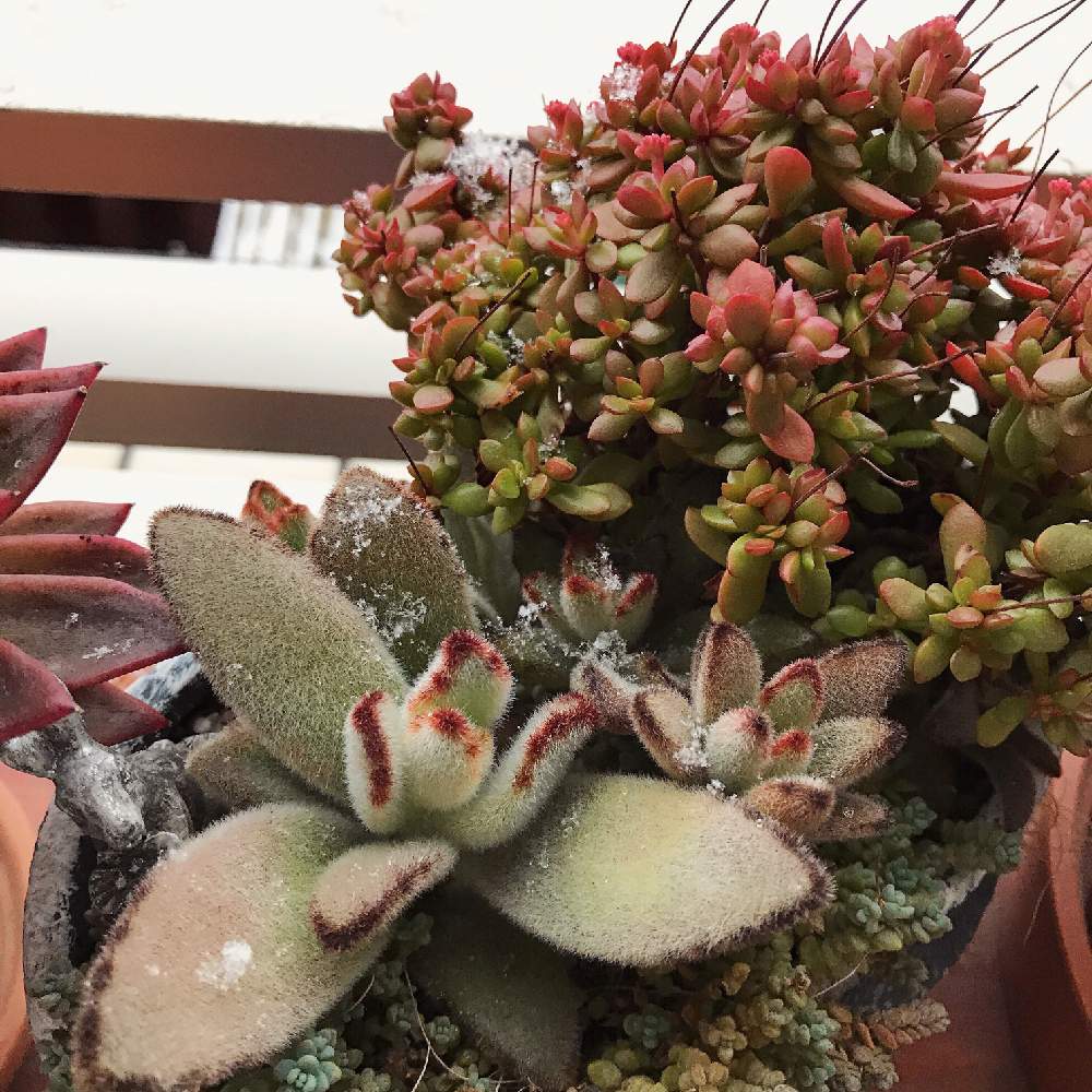 バルコニー/ベランダの画像 by saekoさん | バルコニー/ベランダと多肉植物と寄せ植えと植中毒と多肉女子とタニラーとバルコニスト