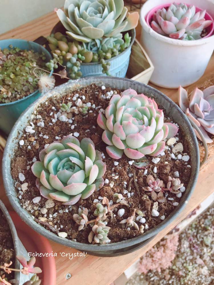 棚の画像 by くみさん | 棚とセダム属と多肉植物と観葉植物と植物のある暮らしと多肉大好きと寄せ植えと癒しとGS映えとGS日和と植中毒と今日の一枚と今日のお花とエケベリア属と多肉女子とタニラーと可愛いとガーデニングと花のある暮らしとかわいいな♡と多肉寄せ植え