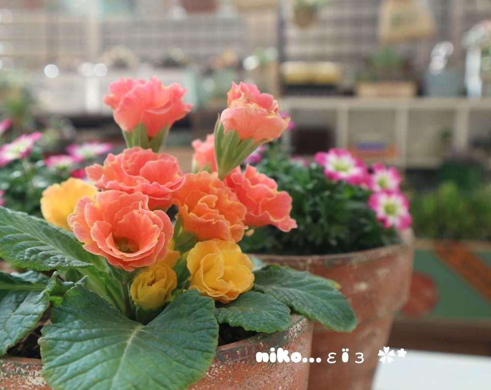 の画像 by nikoさん | ガーデンガーデンとお花大好き♡と庭の花とgs初心者とマイガーデンとGS映えとナチュラルガーデンと鉢植えとガーデニングと花のある暮らしとプリムラジュリアン♡とかわいいな♡
