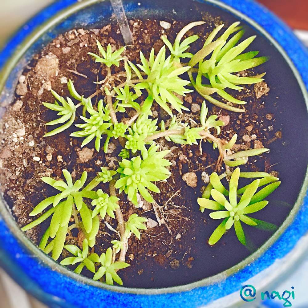 玄関の画像 by nagiさん | 玄関とメキシコ万年草と多肉植物と寒さと共にと緑のある暮らしと鉢植えと緑に癒される(´- `*)とガーデニング