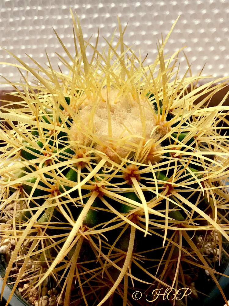 部屋の画像 by ホップさん | 部屋と金鯱と長刺金鯱とサボテン科と福岡とトゲトゲと室内組とGS映えとGS日和と植中毒とエキノカクタス属とタニラー