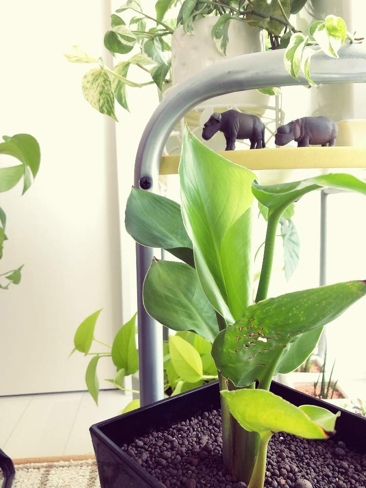 窓辺の画像 by aimsさん | 窓辺とストレリチアとお部屋の観葉植物コンテストと観葉植物とマダム倶楽部と元気に育ってます♪と今日の一枚と元気もらえると趣味と日光浴とかわいいな♡とダイソー産とiPhone撮影とシャクレルプラネットとダイソー出身ストレリチア