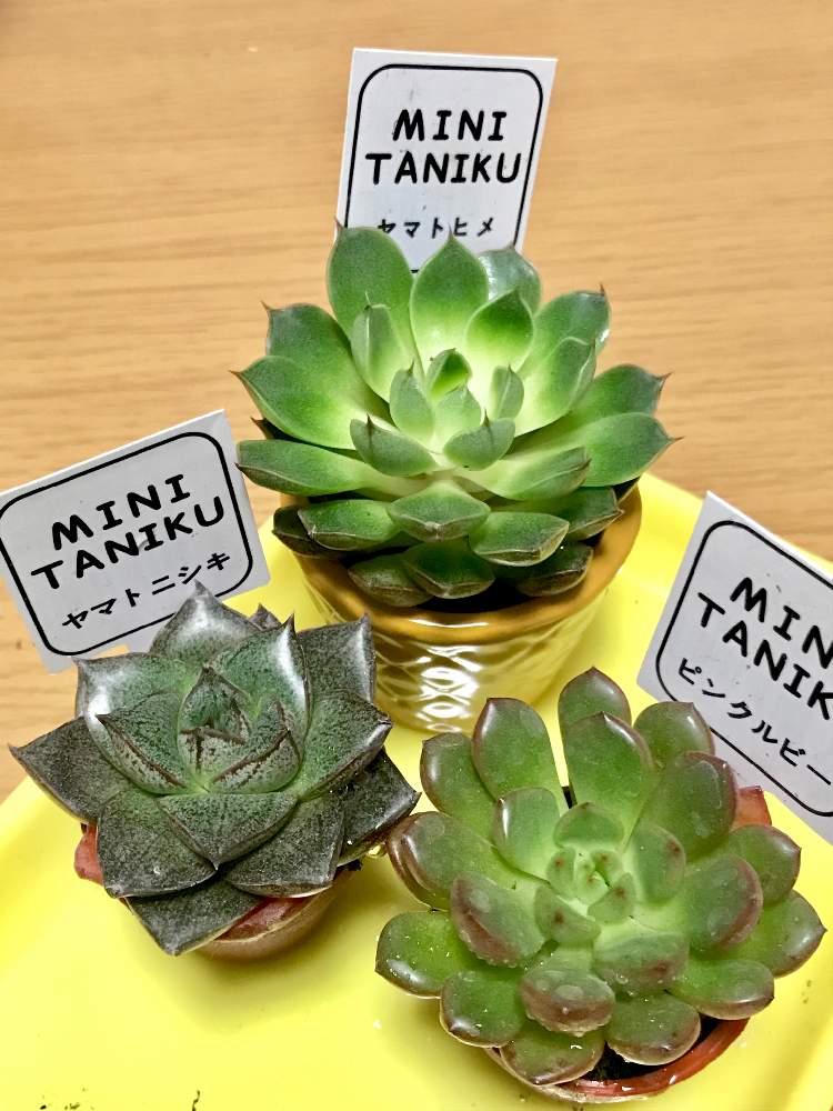 部屋の画像 by ficus さん | 部屋とヤマトヒメとヤマトニシキとピンクルビーと多肉植物と100均と100均多肉植物