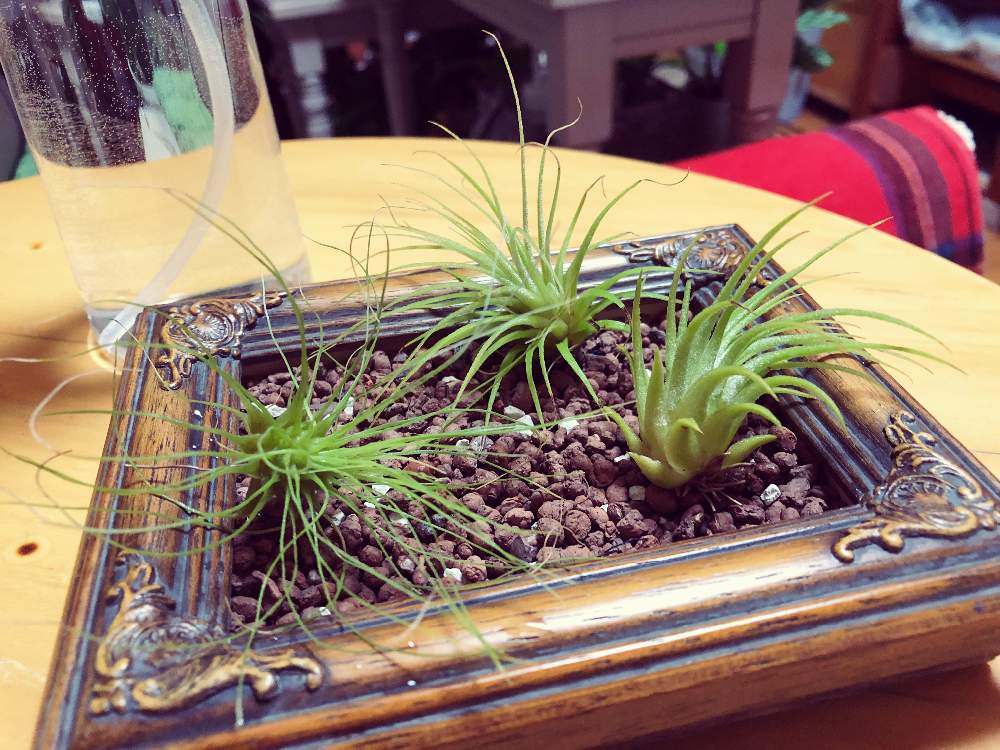 部屋の画像 by coajiさん | 部屋とチランジアと植物のある暮らし