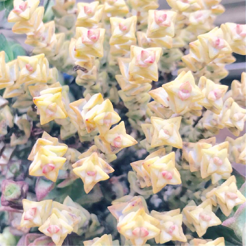 バルコニー/ベランダの画像 by うさぎのはなさん | バルコニー/ベランダと多肉植物と星シリーズとちっちゃいコとクラッスラ属とお星様シリーズとわが家の植物とお星様と植中毒と多肉女子とかわいいことタニラーとわが家の多肉ちゃんとバルコニスト