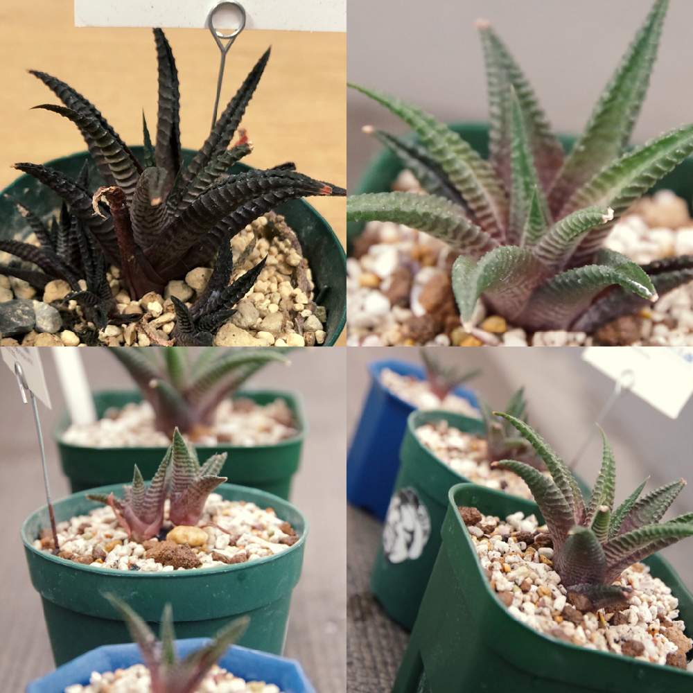 バルコニー/ベランダの画像 by 栽培マンさん | バルコニー/ベランダとリミフォリアと多肉植物初心者と植物初心者とハオルチア属と多肉大好きとハオルチアリミフォリアと一眼レフとタニク男子とタニク初心者と恐竜