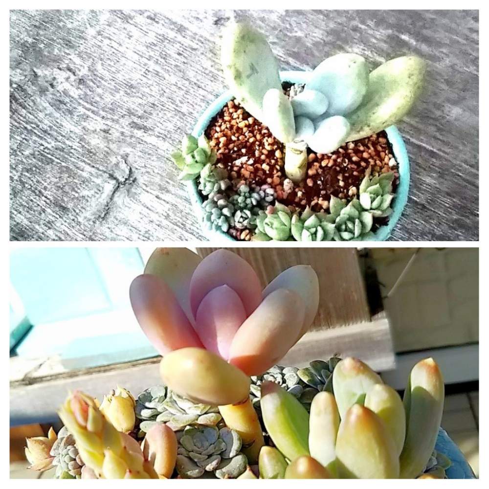 窓辺の画像 by はりゅさん | 窓辺とよせ植えとパキフィツムと紅葉する多肉とむっちり♡同盟と再生中と冬の多肉とプリプリとかわいいな♡とビフォーアフター