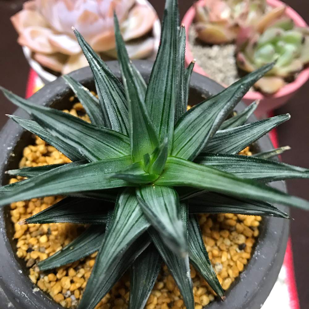 の画像 by サアキさん | 五重の塔錦と幻の塔とハオルチア属と多肉植物とタニク初心者と多肉女子