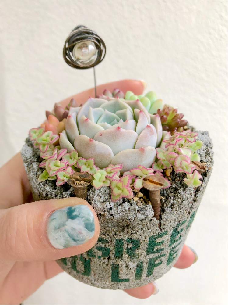 の画像 by ikuraさん | お箸で寄せ植えと世界ラン展と多肉小屋とコンクリート鉢とイベントと寄せ植えともりもり多肉とお誘いと紅葉する多肉とGS映えと世界らん展2019と多肉女子といちかわふぁーむセダムとミノムシ電球ピックと秘密基地とジャンクガーデンとikuraコンクリ鉢とbizarre苗