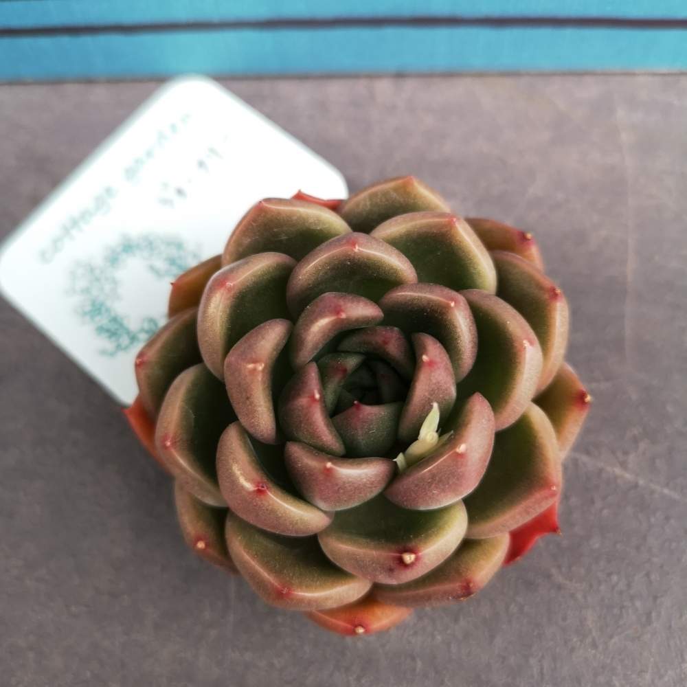 バルコニー/ベランダの画像 by rascal(ラスカル)さん | バルコニー/ベランダとジョーフリーとsucculent plantsとベランダ多肉と多肉ちゃんと다육식물と湘南タニラーとタニラーとゆるキャラ倶楽部と神奈川県タニラー