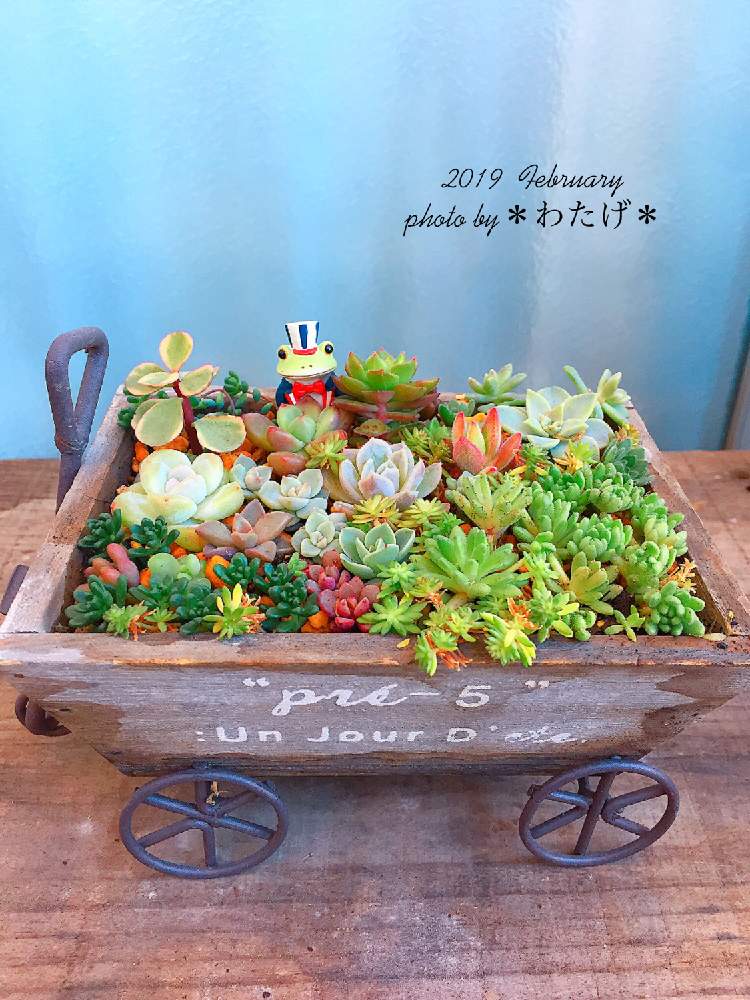 バルコニー/ベランダの画像 by わたげさん | バルコニー/ベランダと多肉植物の寄植えとコポーと癒しとGS映えと植中毒と今日の一枚と多肉女子と大好き♡︎ʾʾとかわいいな♡とたにおたくらぶ