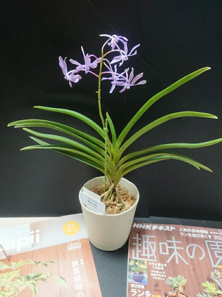 部屋の画像 by ちょこぼっさん | 部屋とヨネザワラ ブルースターと着生植物と芳香種とオザキフラワーパークと普及種とGS映えと植中毒と世界らん展2019と着生蘭と花のある暮らし