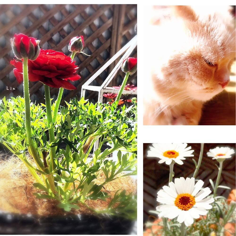 の画像 by Linさん | ネコ好きとローダンセマム アフリカンアイズと❇︎ラナンキュラスと鉢植えと花のある暮らしとバルコニスト