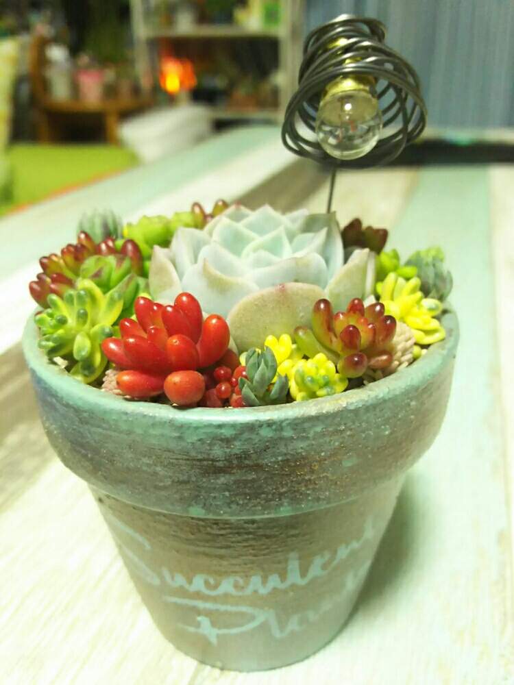 お出かけ先の画像 by yu♪さん | お出かけ先とikuraさん寄せ植えとikuraチャン鉢とikuraさんありがとうと世界らん展2019とリメ鉢とリメ缶・リメ鉢と多肉寄せ植えと楽しい!