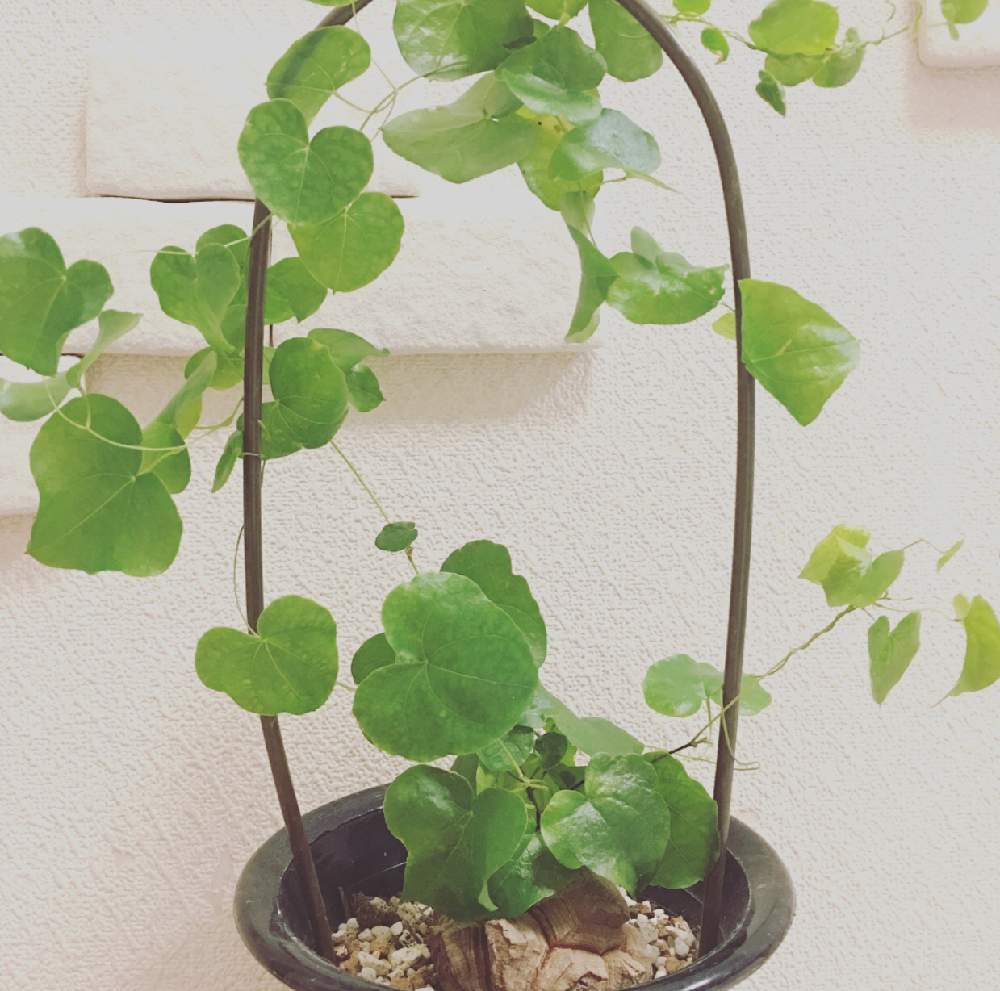 部屋の画像 by Recoさん | 部屋と植中毒とアフリカ 亀甲竜とディオスコレア亀甲竜とディオスコレア属と珍奇植物とディオスコレア・エレファンティペス