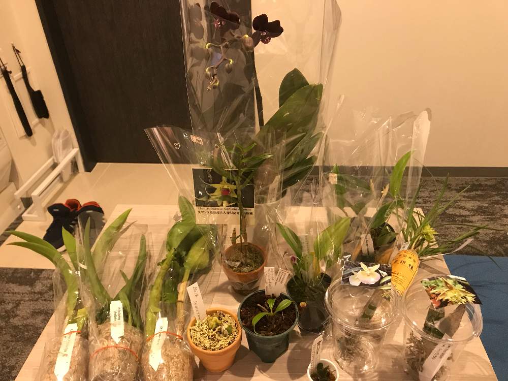 お出かけ先の画像 by いろはさん | お出かけ先と洋蘭とラン科と植中毒と洋蘭広め隊と世界らん展2019と珍奇植物と洋蘭交配種と洋蘭原種と東京ドーム
