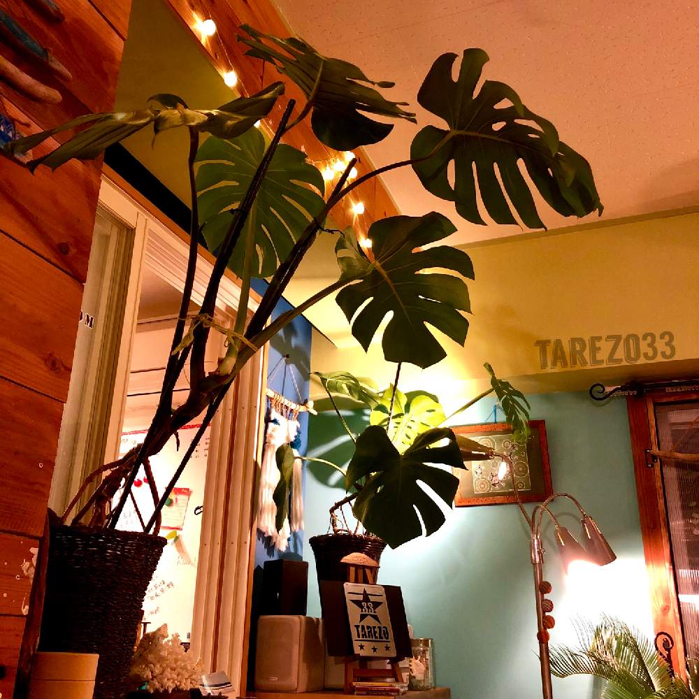 インテリアの画像 by たれぞー★さん | インテリアとモンステラとカフェ風とお部屋の観葉植物コンテストとグリーンのある暮らしと株分けと夜のリビングと板壁DIYとDIYとマンション