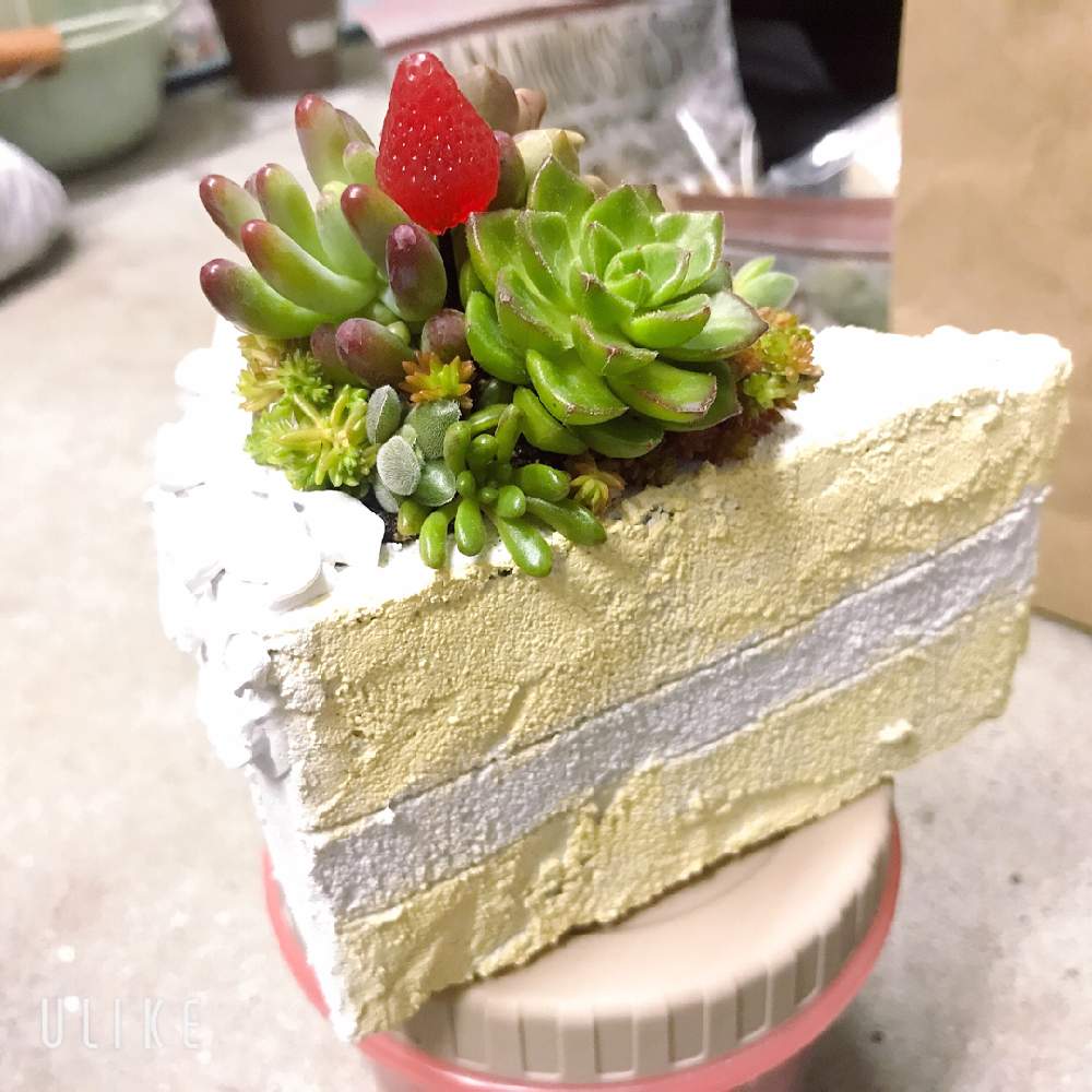 車庫の画像 by らぴす*さん | 車庫と多肉植物とモルタル造形と多肉の寄せ植えと多肉大好きと多肉植物寄せ植えとガーデニング雑貨と多肉女子とモルタルデコとタニラーとハンドメイドとハンドメイド雑貨とショートケーキ