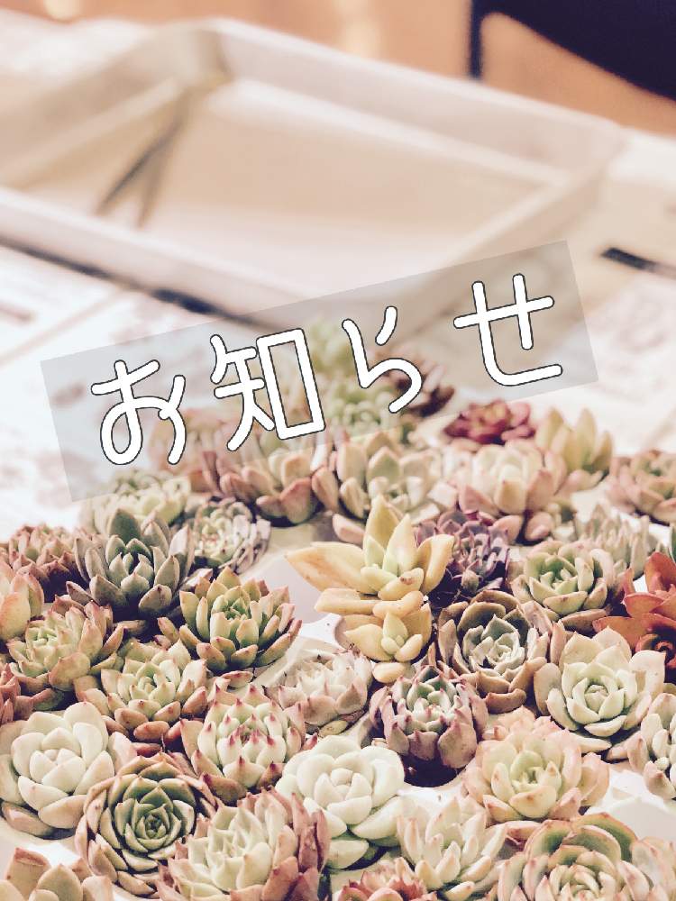 の画像 by iroさん | iro_plusと多肉植物と雪国タニラーとイベントとお誘いと多肉植物寄せ植えと新潟タニラーと多肉ワークショップと多肉女子とタニラーと新潟と色+とタニク初心者とワークショップ と多肉初心者とCoCoLoムーブマルシェ