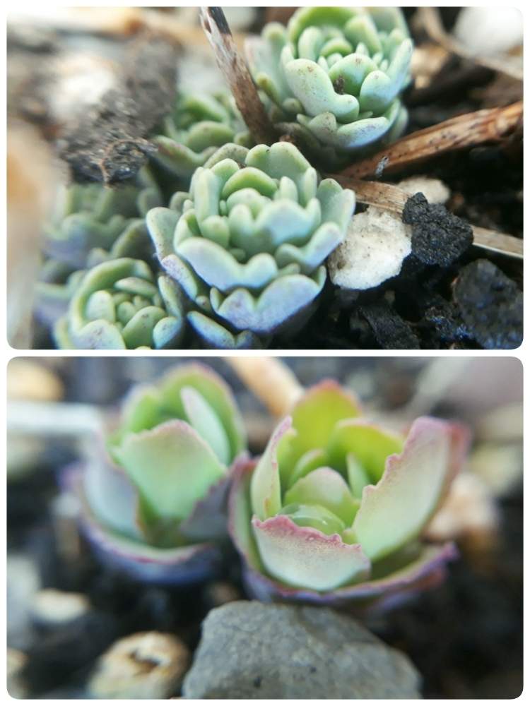 エントランスの画像 by ハム吉さん | エントランスと多肉植物と貧乏ガーデナーと大弁慶草。とミセバヤさんとGS映えと多肉女子と広い庭が欲しいと花のある暮らしと冬芽とバルコニストとオシャレな庭が欲しい
