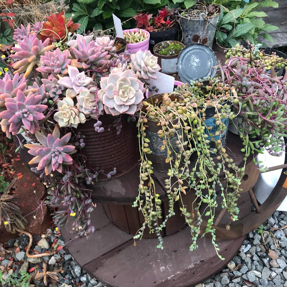 小さな庭の画像 by らぴす*さん | 小さな庭と多肉植物と多肉の寄せ植えと多肉大好きと多肉植物寄せ植えとガーデニング雑貨とエケベリア女子と多肉女子とハンドメイド雑貨