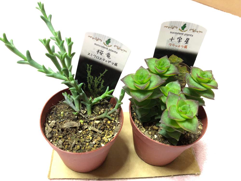 の画像 by にいさん | 桜竜と銀孔雀と十字星と多肉植物とたのしいとクラッスラ属と初心者とちいさな幸せ♡とコメリとスミクロスティグマ属