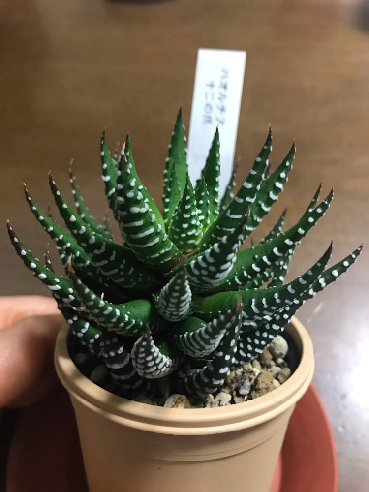 窓辺の画像 by ひろりんさん | 窓辺と十二の爪と多肉植物と世界ラン展と世界らん展2019と多肉女子とタニラーと世界らん展