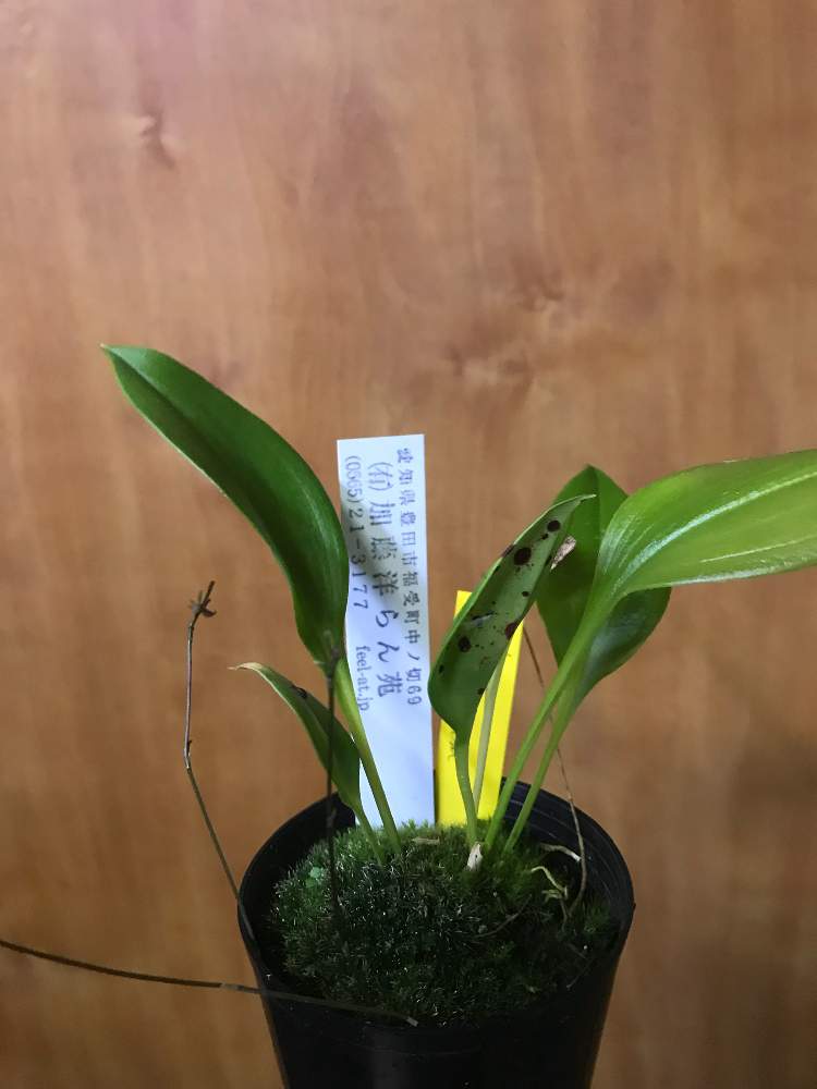 お出かけ先の画像 by いろはさん | お出かけ先と洋蘭と着生ランとラン科と植中毒とスカフォセパラム属と洋蘭広め隊と世界らん展2019と珍奇植物と洋蘭原種と東京ドーム