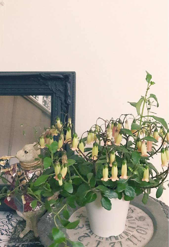 部屋の画像 by Green.Bagさん | 部屋とカランコエ テッサとお部屋の観葉植物コンテストと花のチカラと元気な子と今日のお花と花のある暮らしとかわいいといいねをありがとう