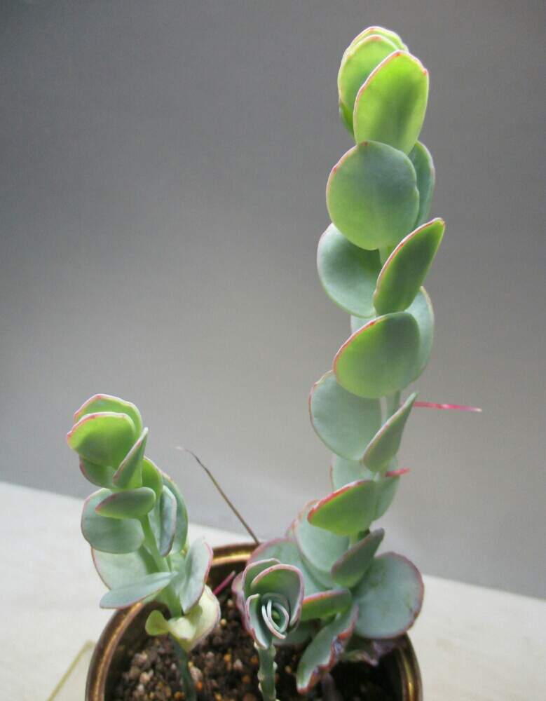 棚の画像 by tanikuharuさん | 棚と多肉中毒と多肉植物と観葉植物と我が家の多肉と多肉大好きとマルニエリアナ❤︎とベランダガーデンと植中毒と今日の一枚と多肉冬姿とカランコエ属と多肉初心者とバルコニスト