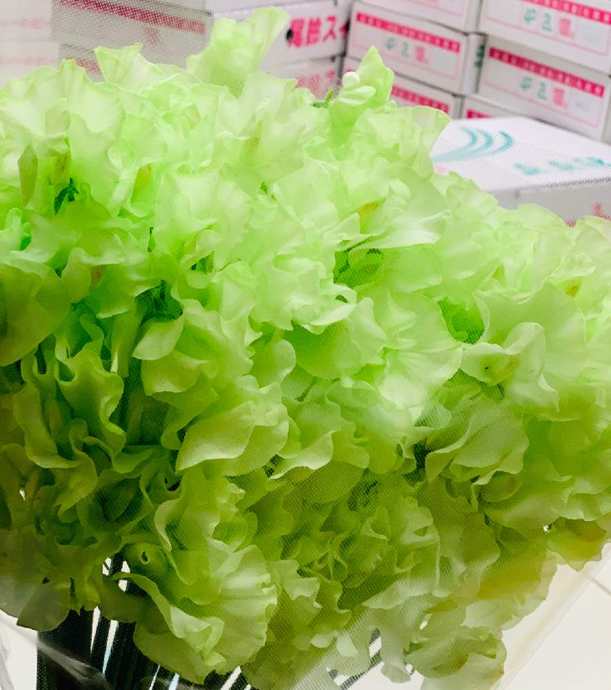 部屋の画像 by スイートピーさん | 部屋とスイートピーと花のある暮らしとスイートピー生産者と スイートピー