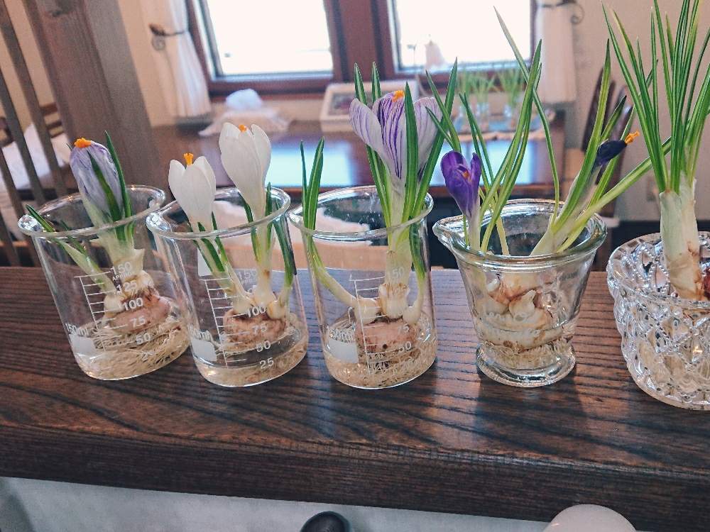 部屋の画像 by sorimaさん | 部屋とクロッカスと水耕栽培と花のある暮らしと咲いた!