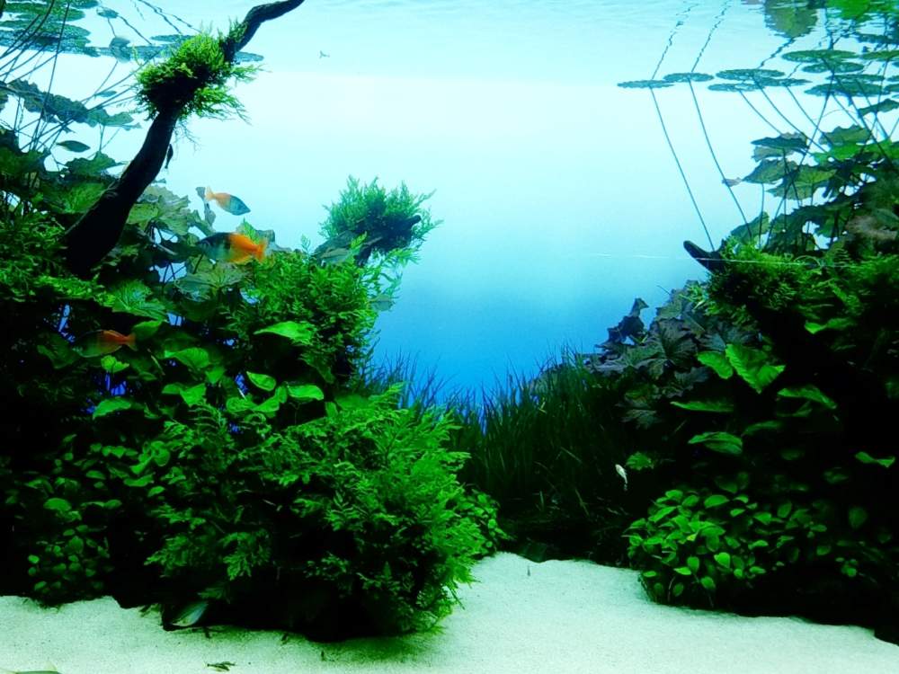 お出かけ先の画像 by ちゃまめさん | お出かけ先と観葉植物と水草水槽と水草