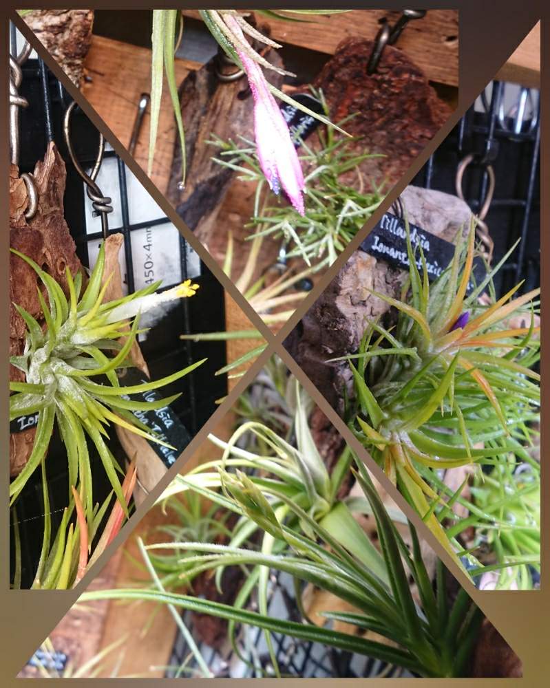部屋の画像 by ちょこぼっさん | 部屋と着生植物と芳香種とSPECIES NURSERYとハンキングと植物育成ライトと普及種とGS映えとえせボタニストと植中毒とイオナンタ万歳同盟( ゚∀゚)人(゚∀゚ )とフラワーショップ江口と常葉植物園と花のある暮らしとチランジア中毒者とエアープランツ/チランジア