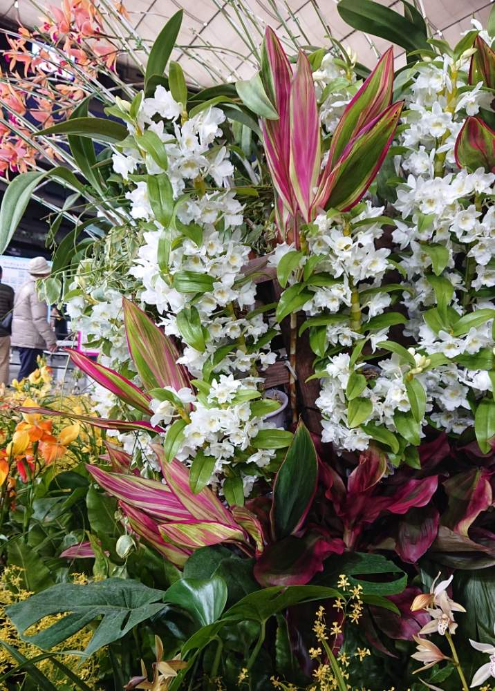 お出かけ先の画像 by さちべさん | お出かけ先と花のある暮らしと世界らん展2019と東京ドームとたにおたくらぶ