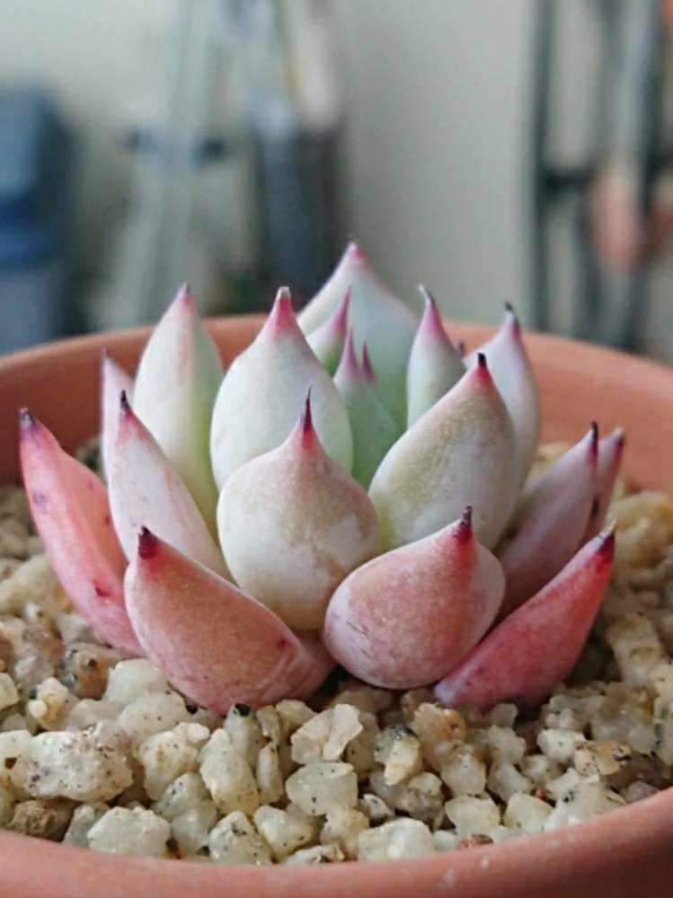 バルコニー/ベランダの画像 by ベランダ大好きさん | バルコニー/ベランダと多肉植物と千葉県と植中毒とエケベリア属と多肉植物とサボテンとタニラーと花のある暮らしとラレガ✨と千葉タニラーとバルコニスト