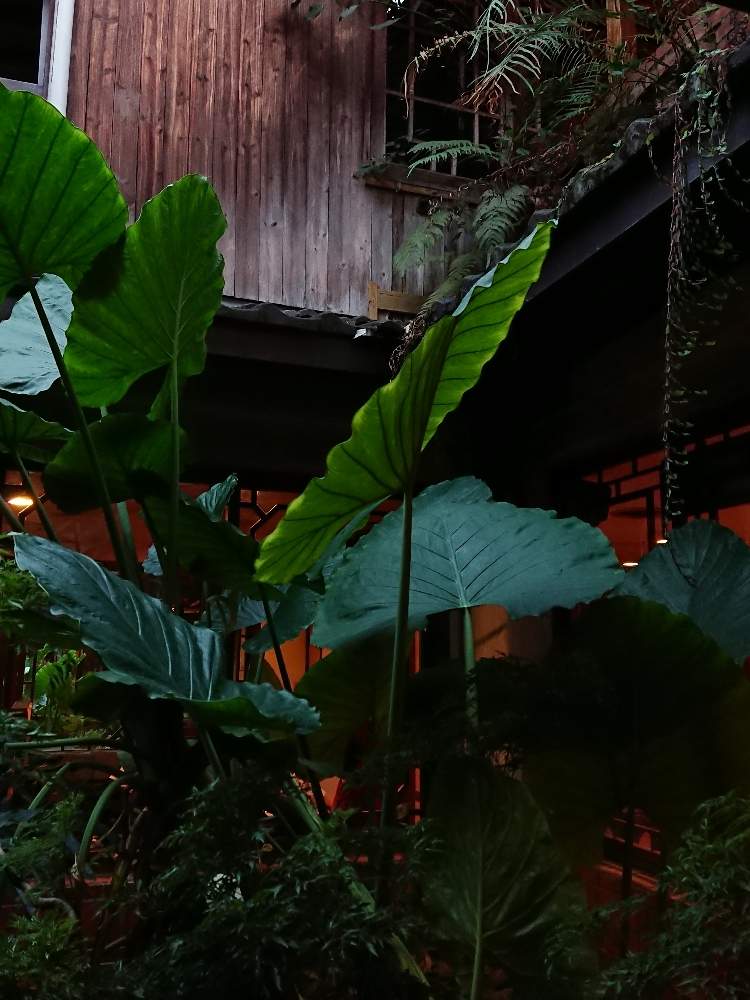 広い庭の画像 by フラワーショップ京王 吉祥寺店さん | 広い庭と観葉植物と台湾よりとキラリナとGS映えとクワズイモ★とフラワーショップ京王吉祥寺と綾野剛好きだから。