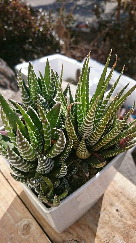 の画像 by Nanaminさん | 十二の巻と多肉植物と硬葉ハオルチアとハオルチア属とハオルチア・十二の巻とタニラーと 十二の巻とガチンコハオルチアクラブ