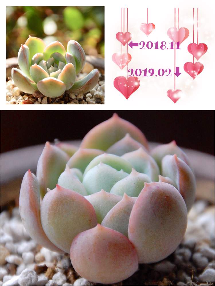 バルコニー/ベランダの画像 by ♡tomo.♡さん | バルコニー/ベランダと多肉植物の紅葉と紅葉する多肉と多肉植物 エケベリア