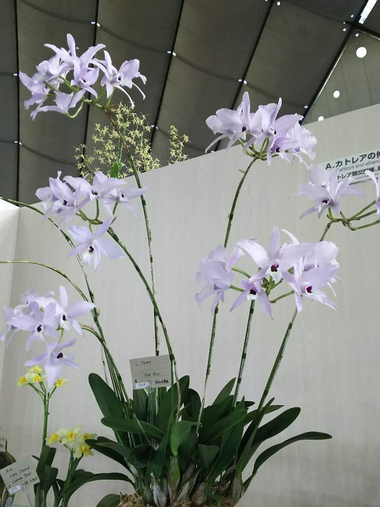 お出かけ先の画像 by greenflashさん | お出かけ先と2019とらん展とキラキラ✨と世界ラン展とGS映えと今日の一枚とお散歩写真と世界らん展2019と フラワーアレンジとフラワーアレンジメントと花のある暮らしとお花のある生活とweekendflowerとGreensnapと東京ドーム