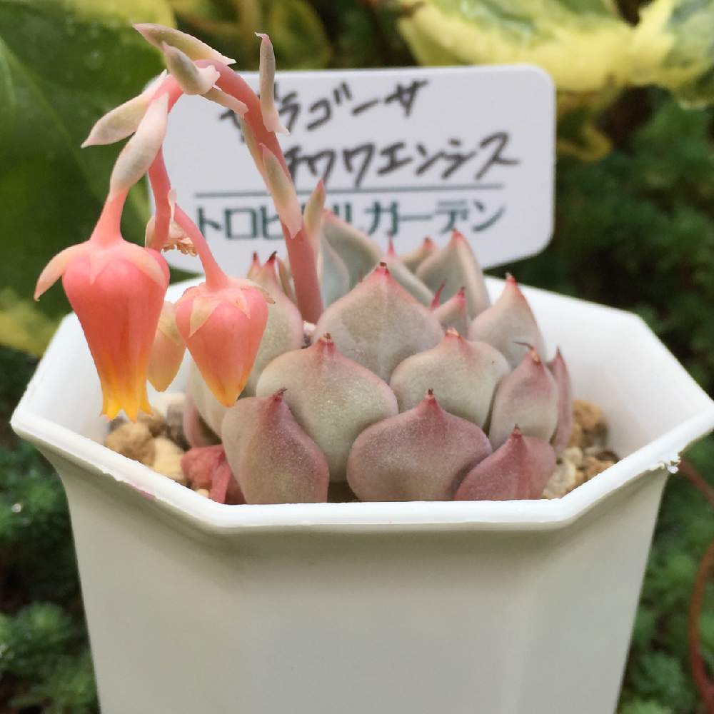 小さな庭の画像 by あきさん | 小さな庭とザラゴーサ×チワワエンシスと多肉植物と癒される♡と多肉増殖中とラブリー♡と多肉の花と植欲が止まらないと中山いい肉ん エケベリアと美人さん♡とNo TANIKU,No Lifeとワクワクドキドキと赤いツメ愛好会♡と多肉のある暮らしと植欲旺盛と植中毒と大好き過ぎてどうしよう♡とI am チワワ狂❗️と多肉植物ラブと千葉タニラーとLove♡チワワエンシスとトロピカルガーデン埼玉