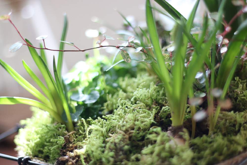 の画像 by sae.bloomさん | ♯ハイゴケと植物のある暮らしと苔のある暮らしと寄せ植えと花のある暮らし
