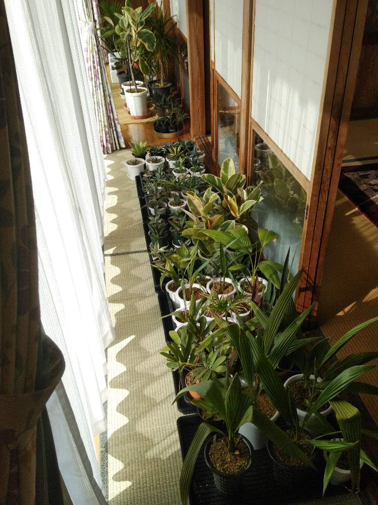階段/廊下の画像 by Huskyさん | 階段/廊下と多肉植物とボタニカルライフと水やりとたにくとたくさん!とがんばれ!がんばれ!とユッカ属と南国植物と春よこいとGS映えとドラセナ属と植中毒と室内越冬とタニラーと珍奇植物とヤシとagaveと断水中とお片付けとアガベ属